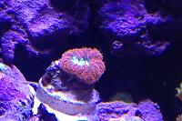 Blastomussa Coral Thumbnail