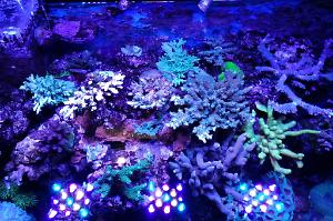 My Aquarium Thumbnail