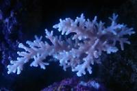 Acropora caroliniana Thumbnail