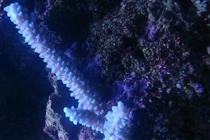 Acropora hoeksemai Thumbnail