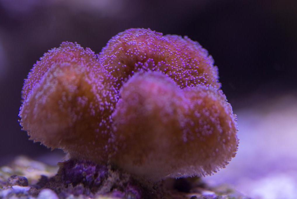 Stylophora Coral