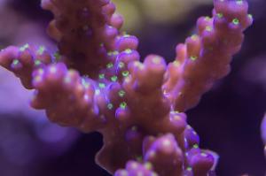 Valida Acropora Coral