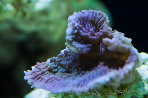 Montipora purple