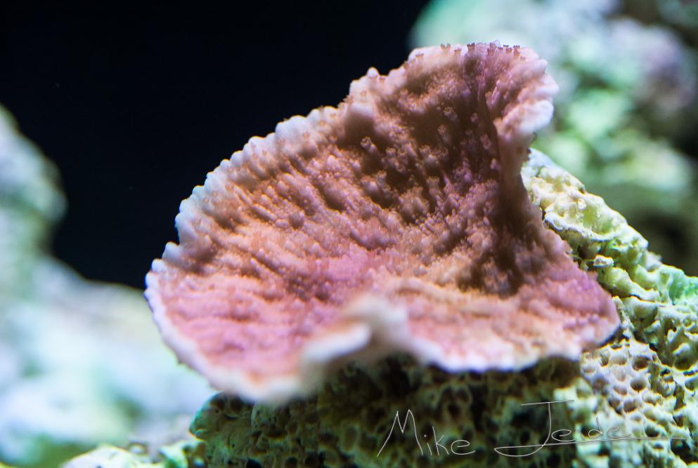 Montipora red