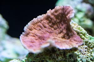 Montipora red