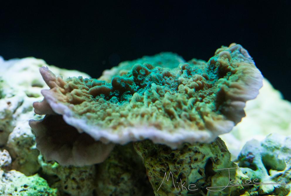 Montipora green