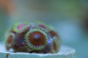 Eagle Eye (Zoanthid)