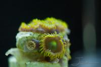 Fast Money Green (Zoanthid)