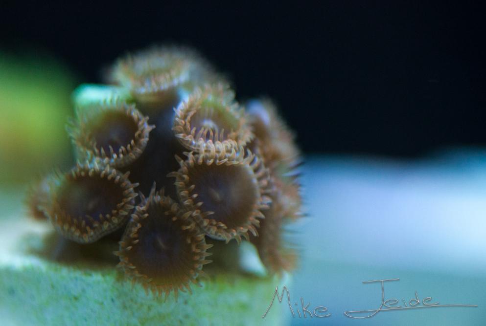 Bam Bam Zoanthid