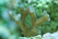 Birdsnest Coral Thumbnail