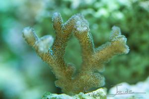 Birdsnest Coral Thumbnail