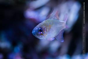 Longspine Cardinalfish Thumbnail