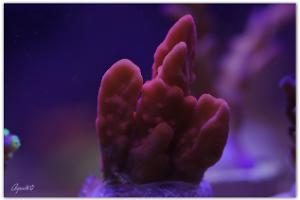 Reef farmer's Setosa Thumbnail