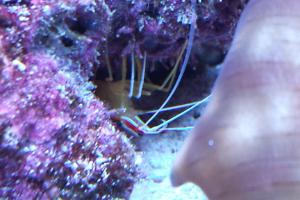 Scarlet Skunk Cleaner Shrimp Thumbnail