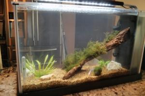 Driftwood and Java Moss