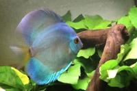 Blue Diamond Discus Thumbnail