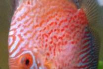 Rafflesia Discus