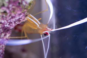 Red Line Cleaner Shrimp Thumbnail