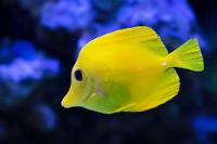 Yellow Tang Thumbnail