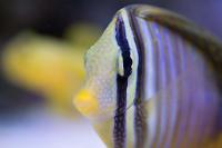 Sailfin Tang Desjardini Thumbnail