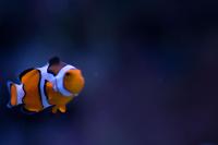 True Percula Clownfish Thumbnail