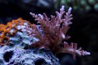 Red Dragon Acropora