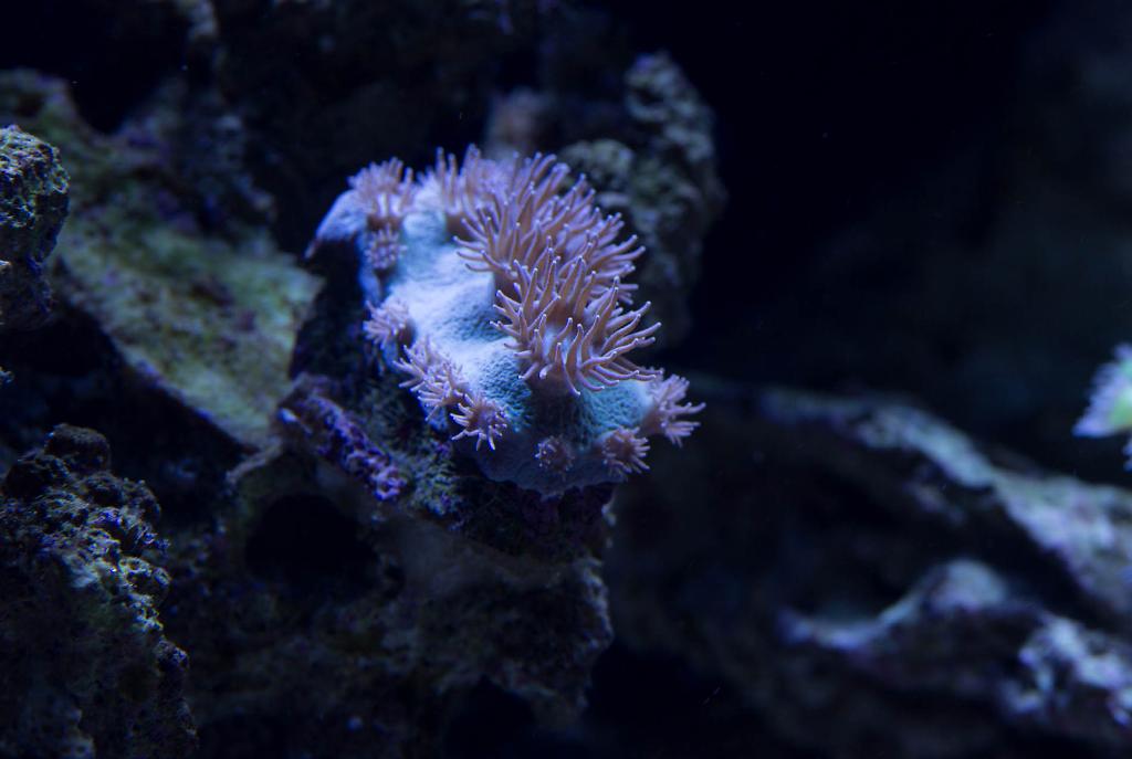 Pagoda Cup Coral