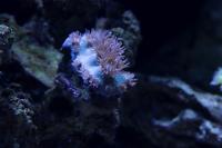 Pagoda Cup Coral