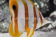 Copperband Butterflyfish Thumbnail