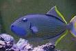 Blue Throat Triggerfish Thumbnail