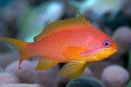 Lyretail Anthias Thumbnail