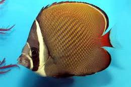 Pakistan Butterflyfish Thumbnail