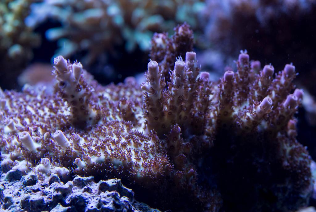 Red Planet Acropora