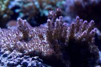 Red Planet Acropora