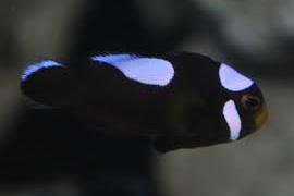 Saddleback Clownfish Thumbnail