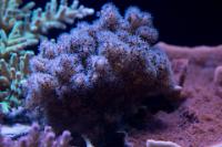 Purple Pocillopora