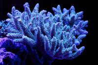 Teal Acropora