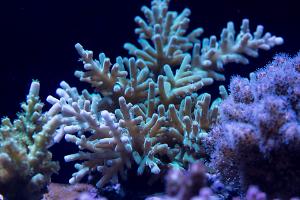 Acropora