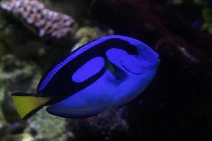 Blue Tang Thumbnail