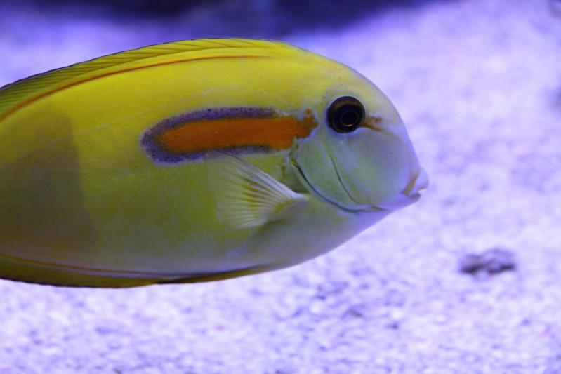 Orange Shoulder Tang / Acanthurus olivaceus 118