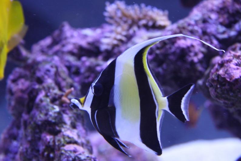 Moorish Idol