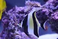 Moorish Idol Thumbnail