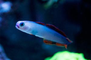 Purple Firefish Thumbnail