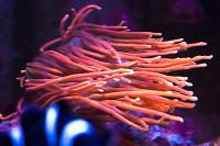 Bulb Anemone Thumbnail