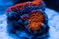 Acan Brain Coral Thumbnail