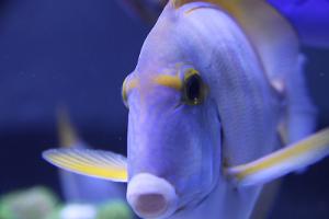 Eyestriped tang, Dussy tang