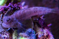 Lawnmower Blenny Thumbnail