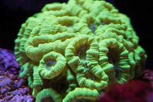 Candy Cane Coral Thumbnail