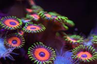 Eagle Eye (Zoanthid) Thumbnail