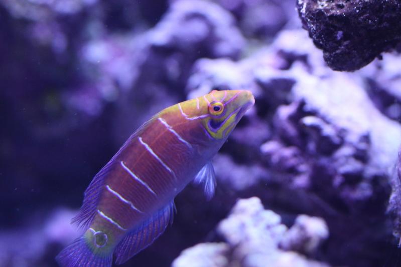 Mystery Wrasse